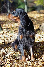 Hunting dog.Gordon setter