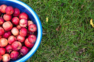 Harvest. Bucket of freshly picked crab apples. Bucket stands on bright green grass, top view.