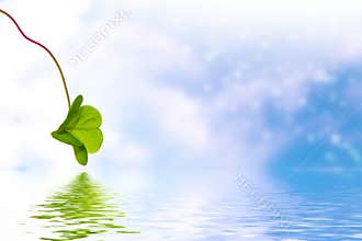 Green clover leaves on a background summer landscape. St.Patrick \'s Day