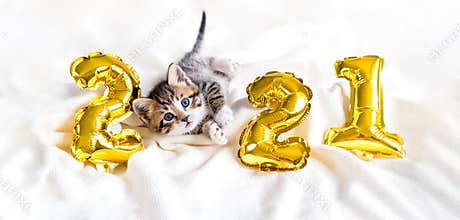 Christmas cat 2021. Kitty with gold foil balloons number 2021 new year. Striped kitten on Christmas festive white
