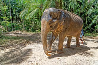 Elephants at Krabi Elephant House Sanctuary