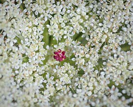 White flower of wild carrot Daucus carota, Queen Anne`s lace with one small red flower in the center
