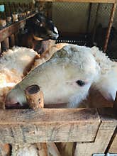 Cute big white sheep is hiding in sheepfold