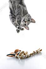 Gray striped cat playing upside down.