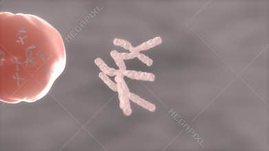 Human cell chromosome and DNA close up.