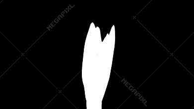 Time-lapse of opening pink Blushing Bride amaryllis in RGB + ALPHA matte format