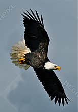 Bald eagle