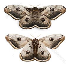 The largest European Moth, the Giant Peacock