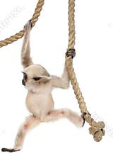 Young Pileated Gibbon, 4 months old