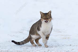 Cat Standing in the Snow and Meowing