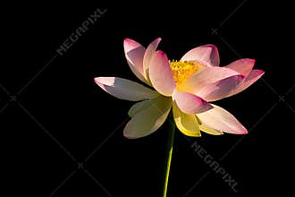 Japanese Lotus Flower Warmed by the Sun
