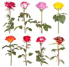 Roses flowers rose flower