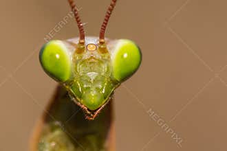 Beautiful European Green Mantis Portrait