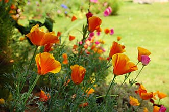 Summer flowers