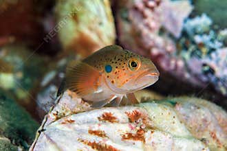 Young fish on bivalve mollusk in sea of japan