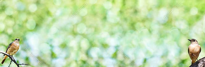 Unfocused wide summer background with birds sitting on branches. Banner, art design