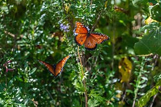 Queen butterfly resting on a purple bloom