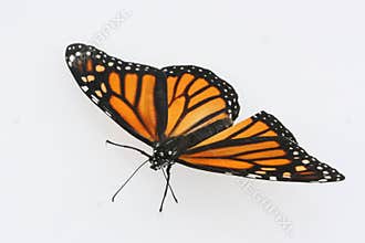 Monarch butterfly on white background