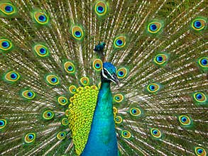 Peacock Feathers