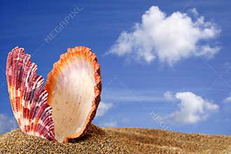 Beach Scallop