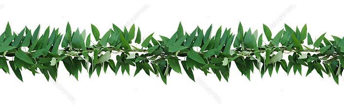 Horizontal seamless nature border with green leaves twisted vines ivy plant, bunch of skunkvine or or Chinese fever vine tropical