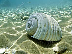 A sea shell
