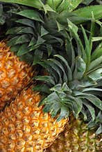 Pineapple in market