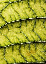 Leaf background