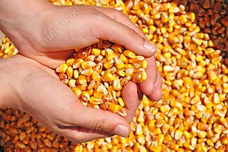 Agriculture corn seeds farmer