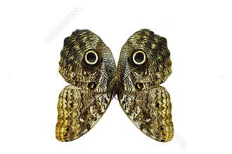 Butterfly wings similar to the face of an animal