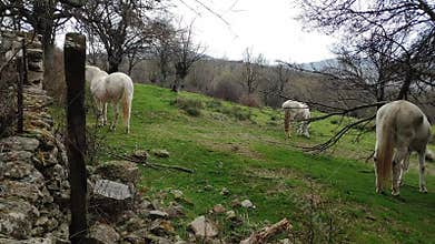 Mountain landscape view plants trees horses