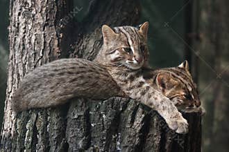 Resting Amur leopard cats