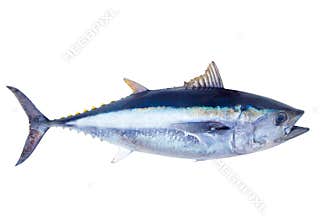 Bluefin tuna Thunnus thynnus saltwater fish