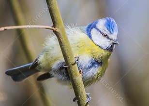 Blue tit (Cyanistes caeruleus) is a small blue yellow and white bird