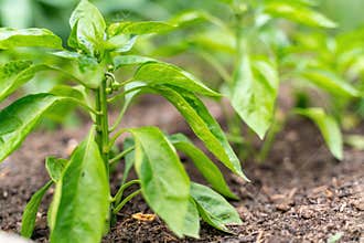 Pepper seedlings grow in the garden in summer