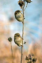 Two Sparrows