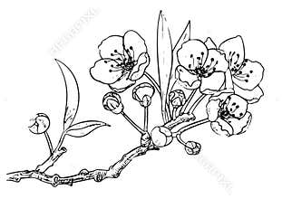 Cherry Blossom drawing