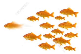 Goldfish ahead of the group