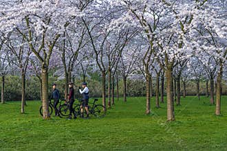 Three friends cycling across a Japanese Sakura Japanese cherry blossom park