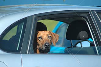 Dog in car