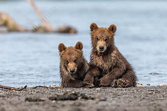 Ruling the landscape, brown bears of Kamchatka Ursus arctos beringianus
