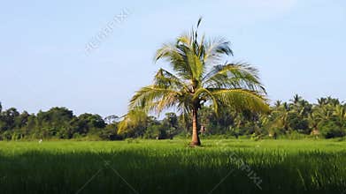 Cropping or crofting agriculture Sri Lanka