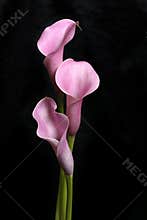 Three Calla Lilies on Black