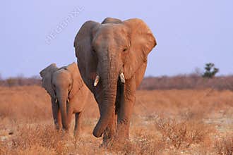 Elephants in Namibia