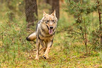Eurasian wolf, Canis lupus, alpha male in spring european forest, staring directly at camera.