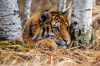Siberian Tiger running. Beautiful, dynamic and powerful photo of this majestic animal.