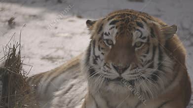 Tiger on the snow. 4K slow motion, ProRes 422, ungraded C-LOG 10 bit