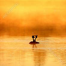 Wedding dance of Great Crested Grebe - Podiceps cristatus.