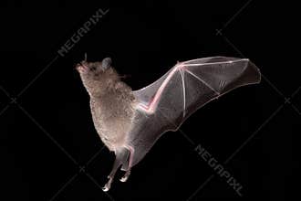 Lonchophylla robusta, Orange nectar bat The bat is hovering and drinking the nectar from the beautiful flower in the rain forest,