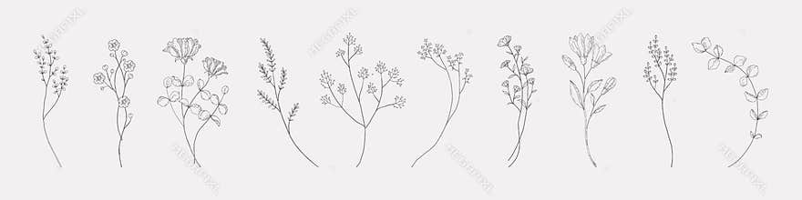 Botanical drawing. Minimal plant logo, meadow greenery, leaf and flower abstract sketch element collection, linear